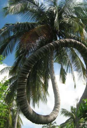 Метафорические ассоциативные карты "Деревья"