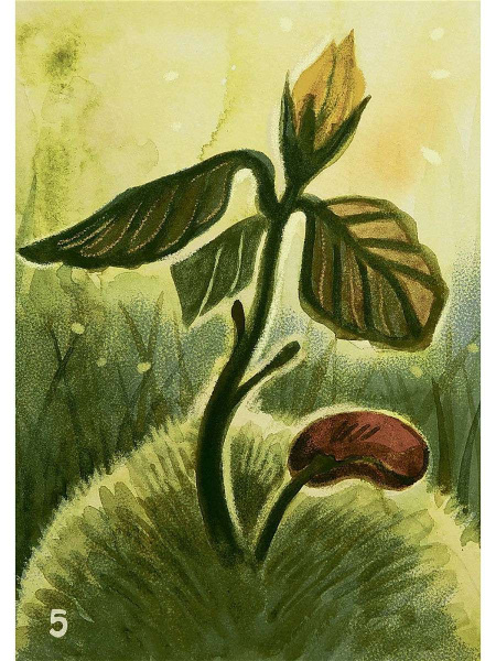 Древо жизни. Карты для поиска выхода из трудной жизненной ситуации (коробка)