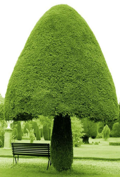 Метафорические ассоциативные карты "Деревья"