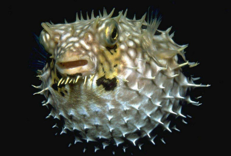 Метафорические ассоциативные карты "Звери и рыбы"