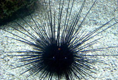 Метафорические ассоциативные карты "Звери и рыбы"