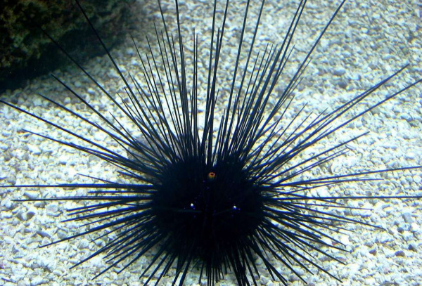 Метафорические ассоциативные карты "Звери и рыбы"