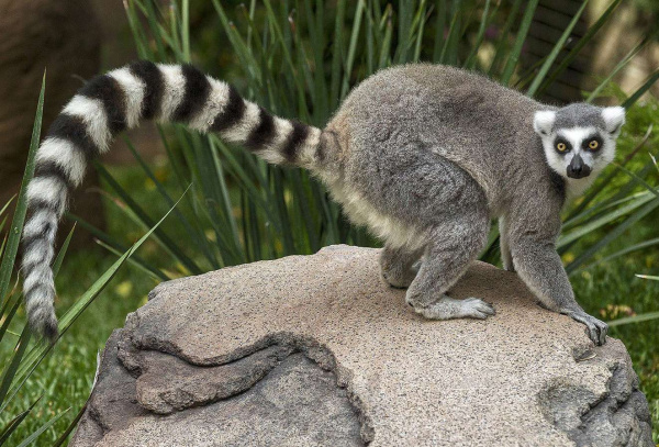 Метафорические ассоциативные карты "Звери и рыбы"