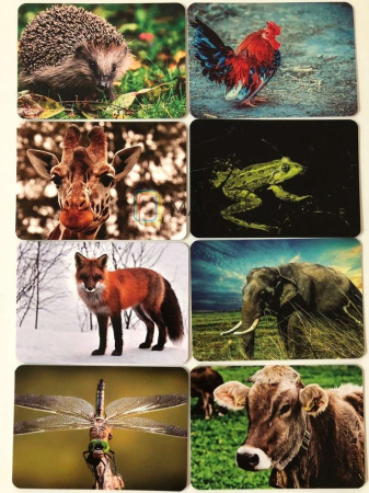 Трансформационная игра «ProActivity (Проактивити)»