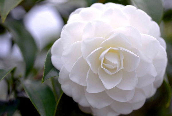 Метафорические ассоциативные карты "Цветы и травы"