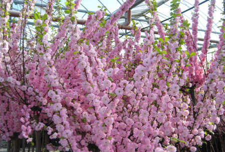 Метафорические ассоциативные карты "Цветы и травы"